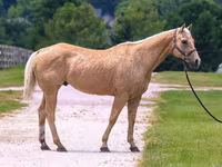 گھوڑا, Quarter Horse — تصویر 3