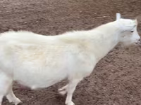 بکرا, Saanen goat — تصویر 1