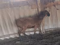 مینڈھا, Hissar sheep — تصویر 2