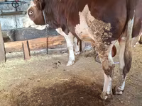 سانڈ, Simmental cattle — تصویر 3