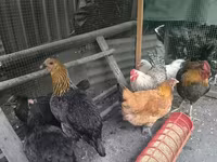 Chickens — تصویر 5