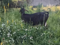 بکری, Nubian Goat — تصویر 5