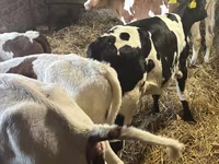 سانڈ, Simmental cattle — تصویر 6