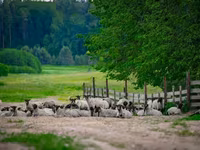 مینڈھا, Romanov sheep — تصویر 4