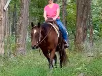 گھوڑی, Quarter Horse — تصویر 5