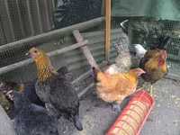 Chickens — تصویر 3