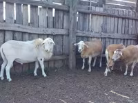 مینڈھا, Katum sheep — تصویر 1