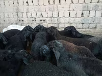 مینڈھا, Rhon sheep — تصویر 3