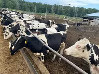 سانڈ, Russian Black pied cattle — تصویر 1