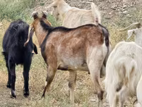 بکرا, Nubian Goat — تصویر 2