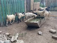 Billy Goat, Pomellata goat — photo 6