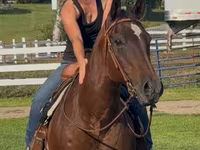 گھوڑی, Quarter Horse — تصویر 3