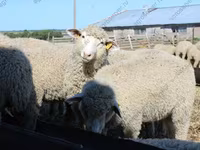 مینڈھا, Kuibyshev sheep — تصویر 1