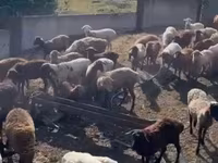 بھیڑ, Kuibyshev sheep — تصویر 3