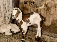 بکرا, Kamori goats — تصویر 1