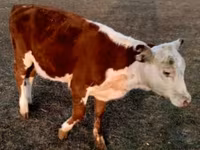 سانڈ, Swiss cattle — تصویر 6