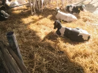 سانڈ, Swiss cattle — تصویر 1
