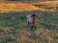 بکری, بکریاں — تصویر 3