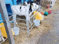 سانڈ, Swiss cattle — تصویر 5
