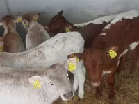 سانڈ, Simmental cattle — تصویر 4