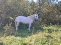 گھوڑی, Horse breed — تصویر 7