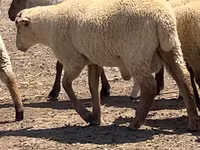 مینڈھا, Hampshire sheep — تصویر 2
