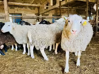بھیڑ, Baerchuke sheep — تصویر 2