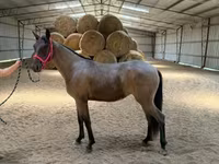 گھوڑی, Rocky Mountain Horse — تصویر 7