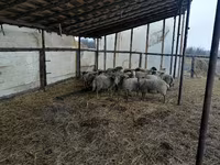 مینڈھا, Romanov sheep — تصویر 1