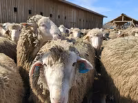 مینڈھا, بھیڑیں — تصویر 4