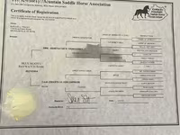 گھوڑی, Rocky Mountain Horse — تصویر 5