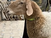 بھیڑ, Awassi sheep — تصویر 7