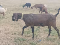 بکری, Nubian Goat — تصویر 1
