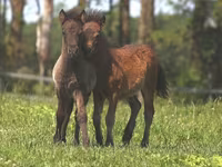 گھوڑا, American shetland pony — تصویر 4