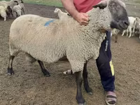 مینڈھا, Hampshire sheep — تصویر 3