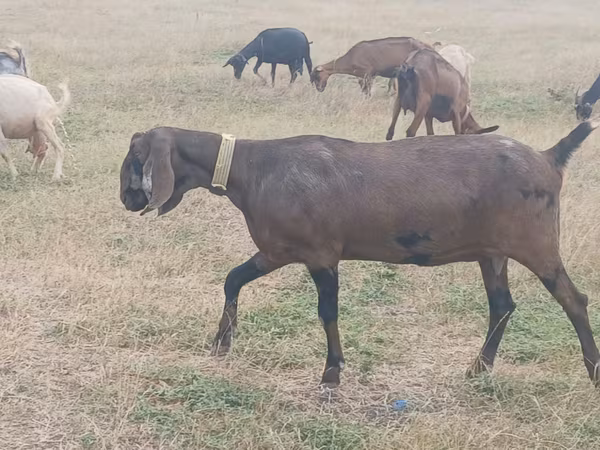 بکری, Nubian Goat