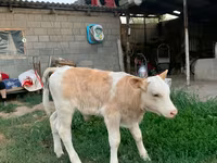 Bull, Montbéliarde — photo 1