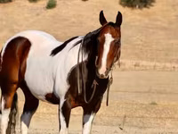 گھوڑا, National Show Horse — تصویر 7