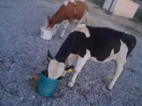 سانڈ, Swiss cattle — تصویر 7