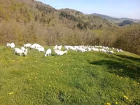 بکری, Saanen goat — تصویر 1