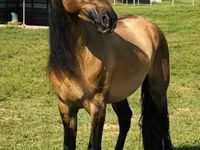 گھوڑی, Rocky Mountain Horse — تصویر 2