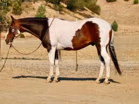 گھوڑا, National Show Horse — تصویر 8