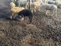 بھیڑ, بھیڑیں — تصویر 2