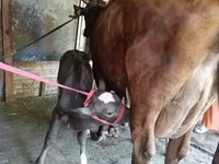 Cow, Red Estonian cattle — photo 3
