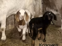 بکرا, Kamori goats — تصویر 4