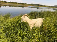 Goat, LaMancha goats — photo 1