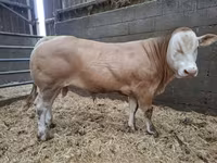 سانڈ, Blonde d’Aquitane cattle — تصویر 1