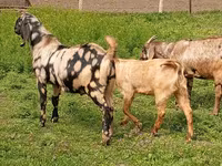 بکرا, Nubian Goat — تصویر 2
