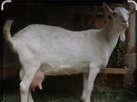 بکرا, Saanen goat — تصویر 5