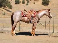 گھوڑا, National Show Horse — تصویر 7